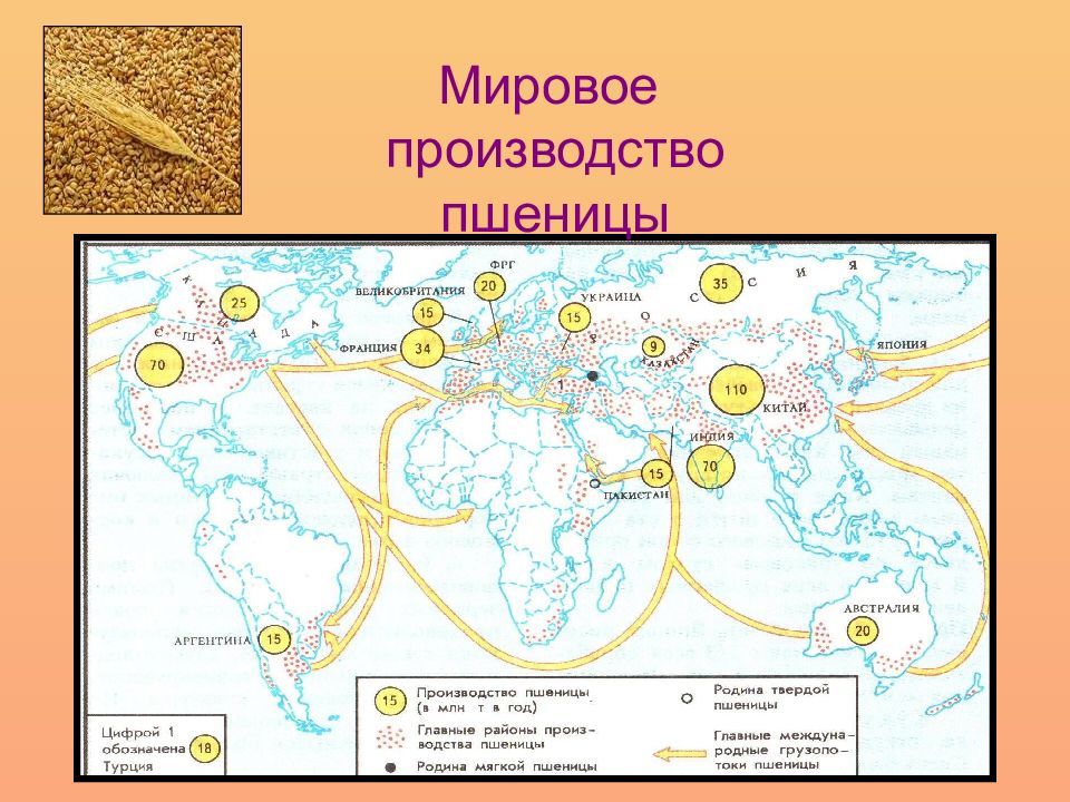 Районы производства. Районы производства пшеницы. Мировое производство пшеницы. Карта производства пшеницы в мире. Основные районы по производству пшеницы.