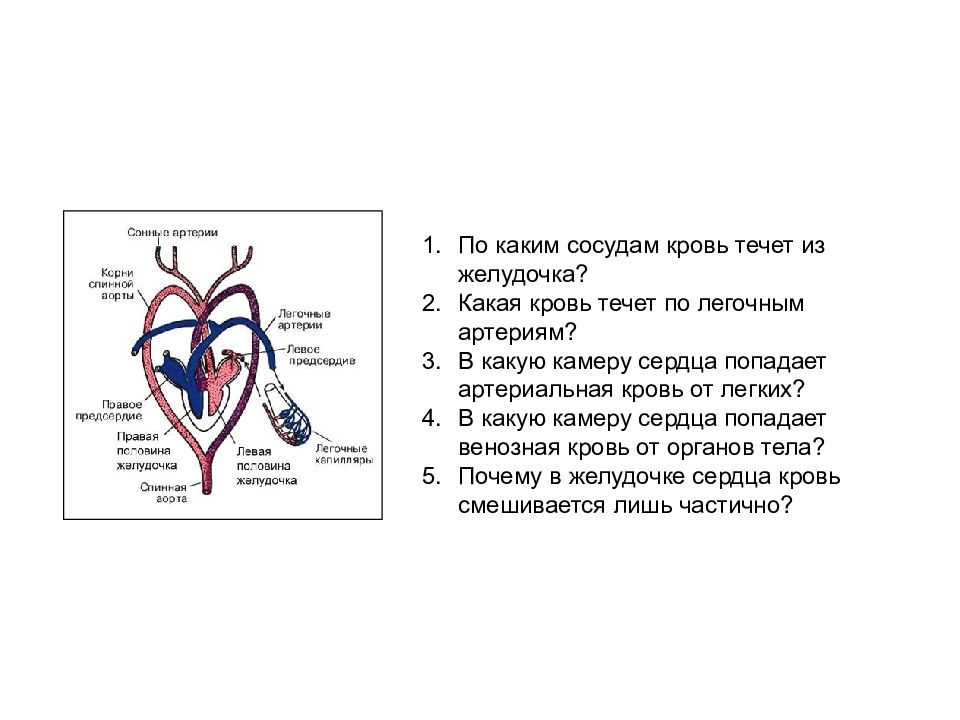 Правое предсердие аорта левый желудочек легкие левое. По каким сосудам течет кровь. По легочным артериям течет кровь. Артериальная кровь течет по сосудам. Кровь по сосудам какая.