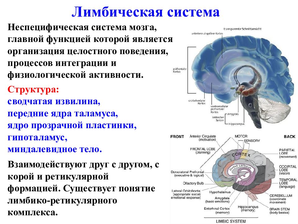 Лимбическая система картинки