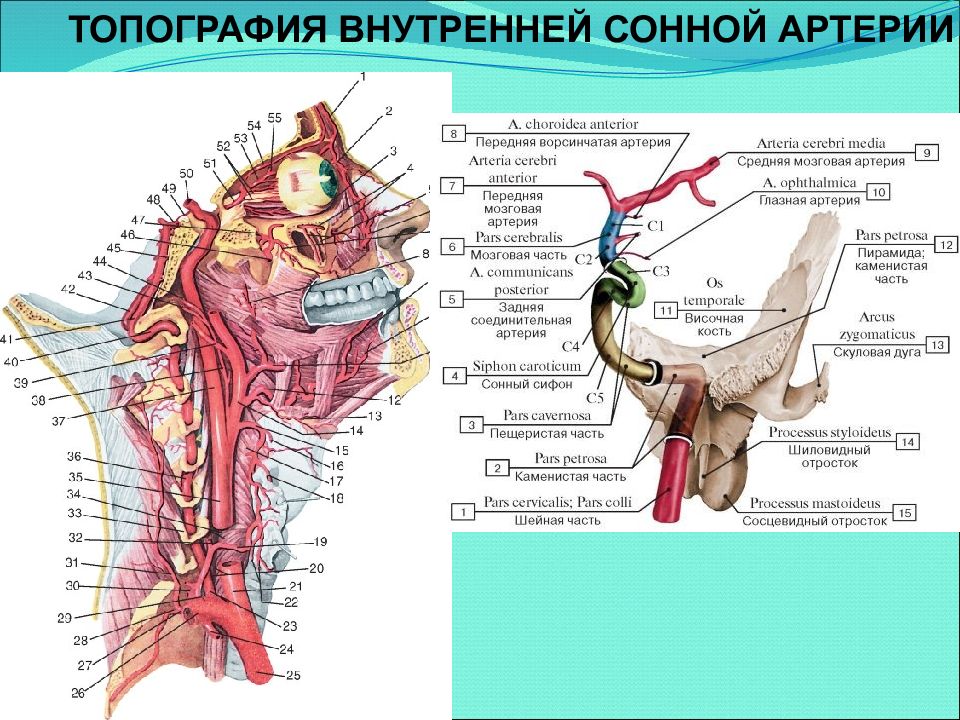 Внутренняя сонная артерия схема