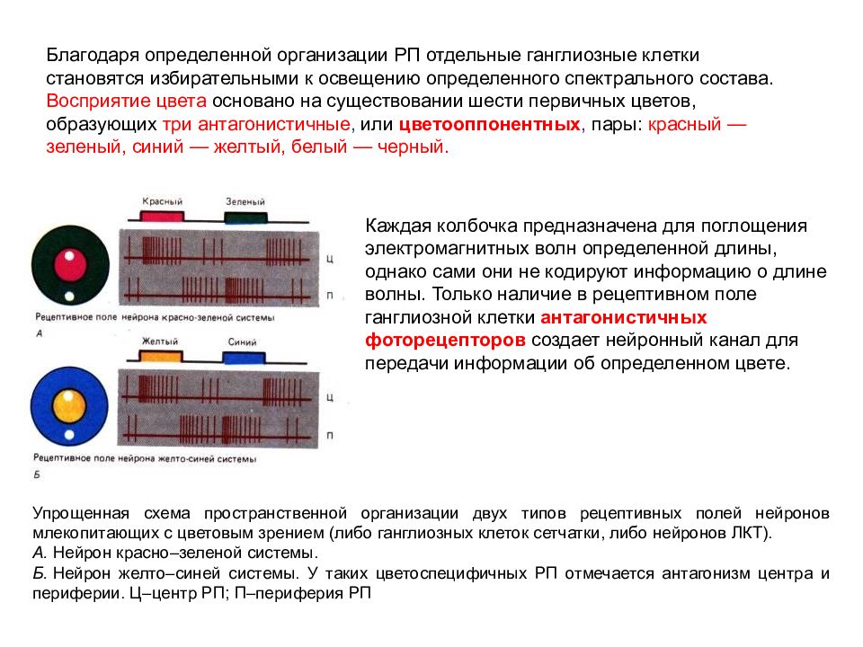 Определить благодаря. Размер рецептивных полей ганглиозных клеток. Желто-синяя система рецептивное поле.