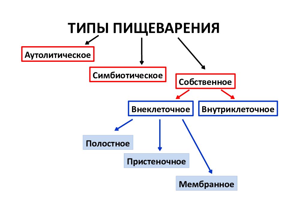 Презентация на тему физиология пищеварения