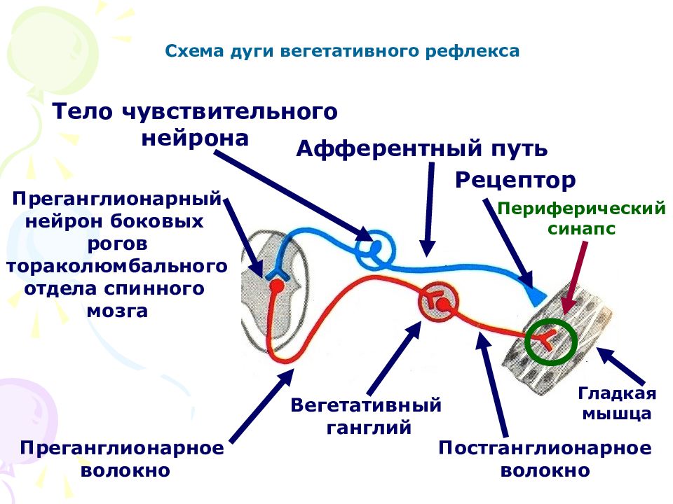 Схема вегетативного рефлекса