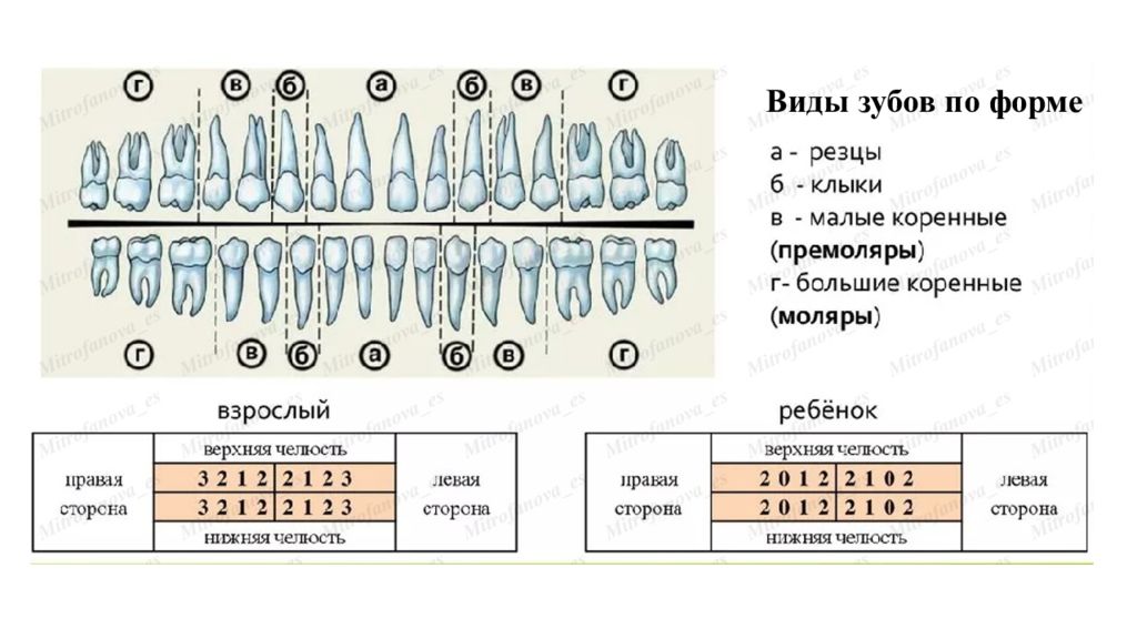 Зубная формула отзывы. Зубная формула КРС. Зубная формула взрослого человека схема. Зубная формула Хадерупа. Зубная формула у детей.