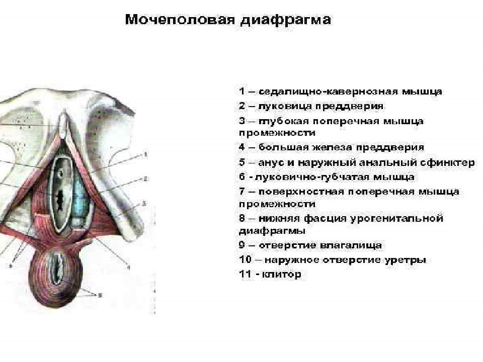 Половая система презентация