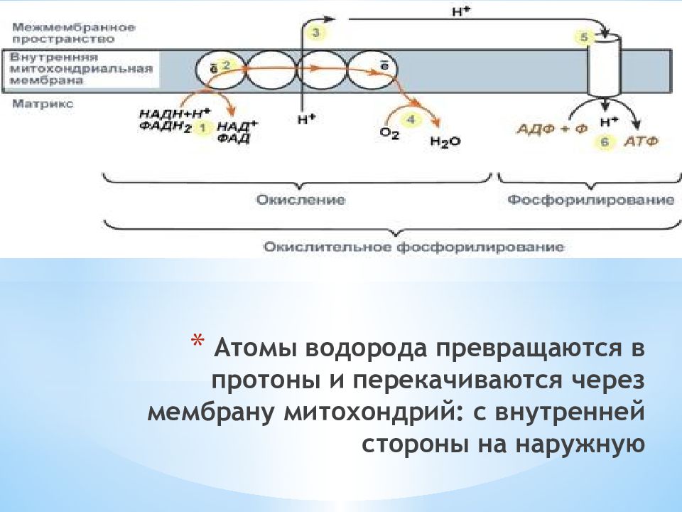 Окислительное фосфорилирование энергетический обмен. Энергетический обмен мембраны. Роль митохондрий в энергетическом обмене. Передача протонов водорода через мембрану.