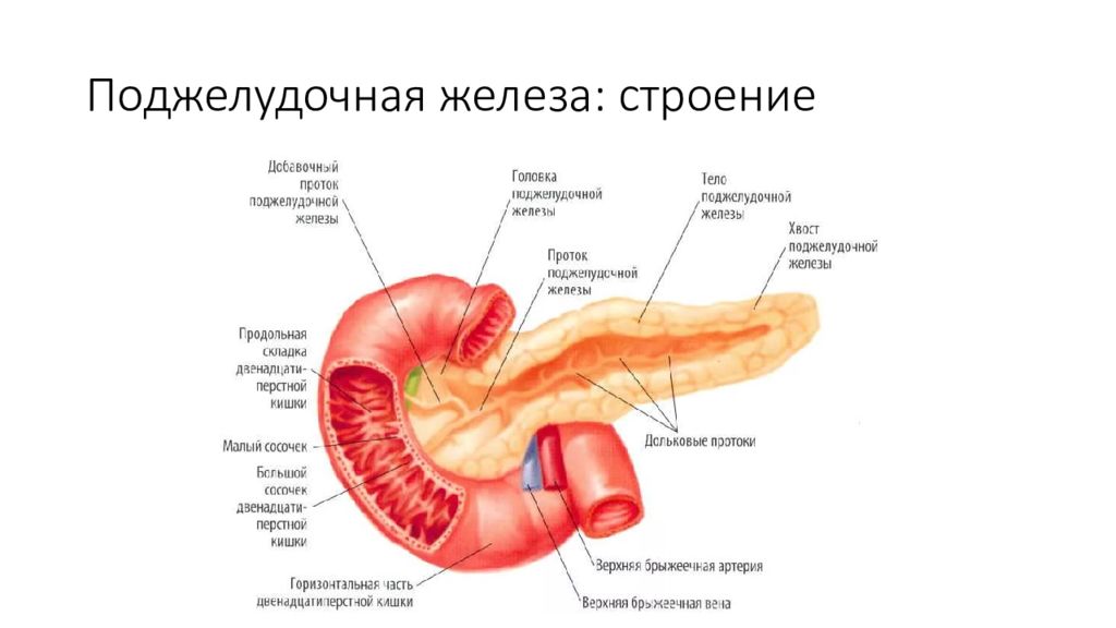 Поджелудочная железа внешнее строение