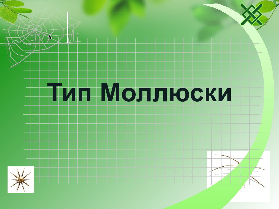 Тип Моллюски