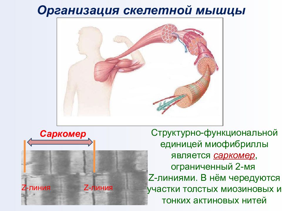 Тонуса скелетной мускулатуры