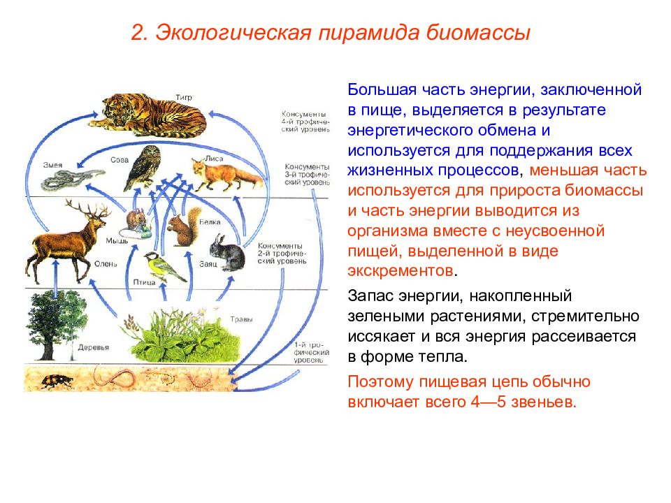 Организмы использующие для питания. Круговорот веществ в пищевой цепи. Цепь питания с круговоротом веществ. Живые организмы и круговорот веществ в экосистеме. Круговорот веществ в экосистеме.