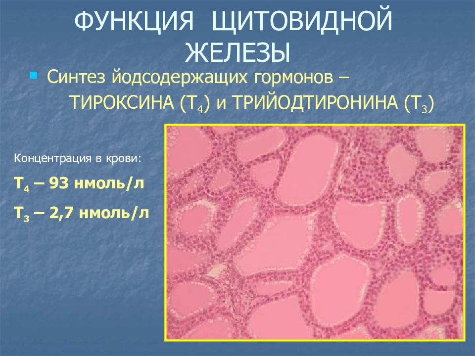 Заболевания щитовидной железы презентация. Гормоны щитовидной железы гистология. С клетки щитовидной железы синтезируют. С-клетки щитовидной железы функции. Парафолликулярные клетки (с-клетки)) щитовидной железы синтезируют.