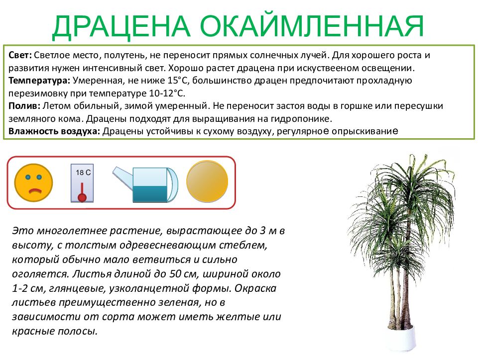 Условные обозначения комнатных растений в детском саду картинки