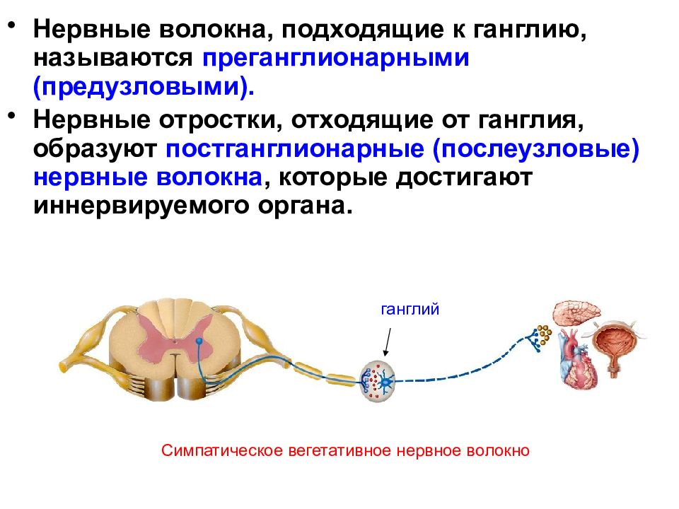 Схема соматической нервной системы