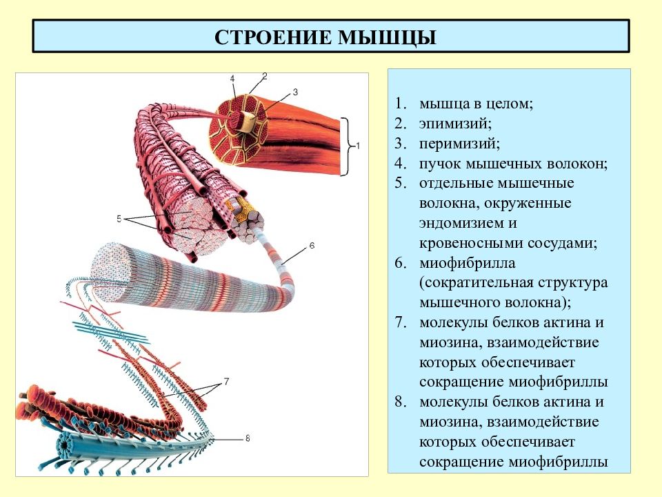 Строение локализации и общие свойства быстрых и медленных мышечных волокон презентация