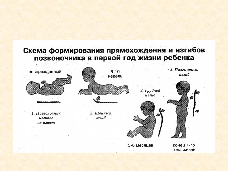 Представление о схеме тела у детей формируется к