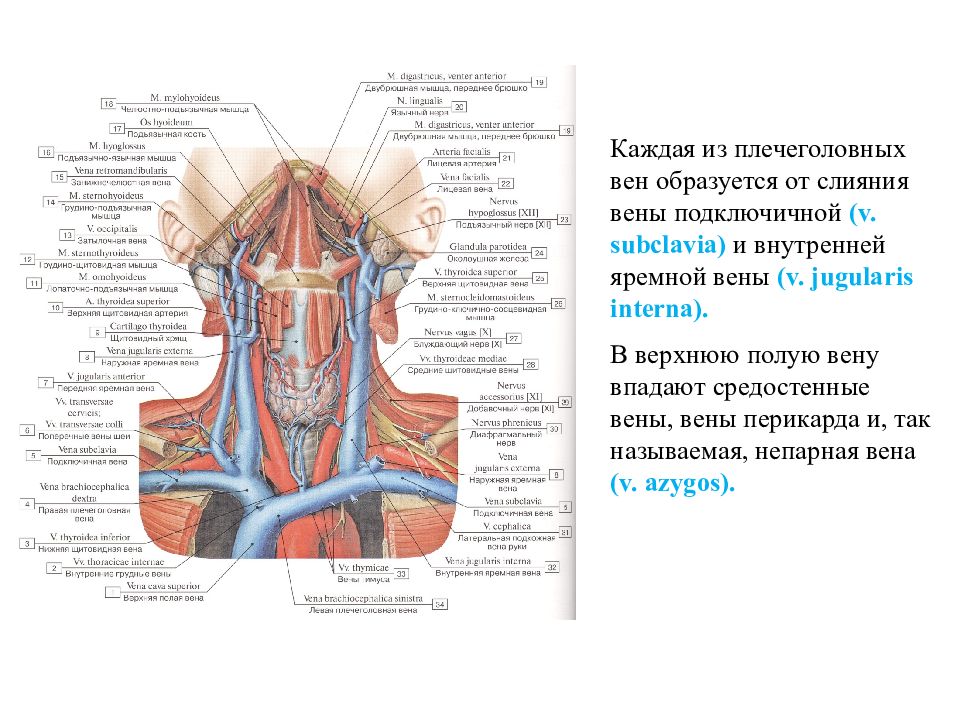 Левая подключичная вена. Внутренняя яремная Вена анатомия кт. Анатомия яремной вены кт. Внутренняя яремная Вена и подключичная Вена. Подключичная Вена топография.