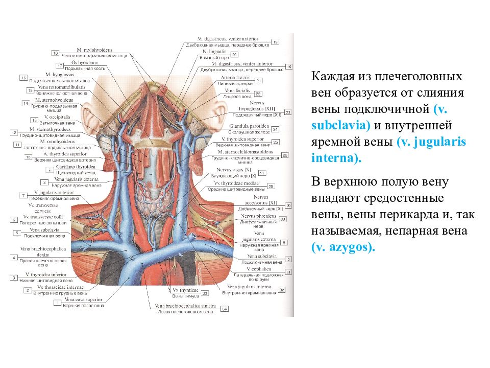 Подключичных вен. Подключичная и внутренняя яремная Вена образуют. Анатомия подключичной и яремной вены. Подключичная Вена топография притоки. Подключичная Вена анатомия.