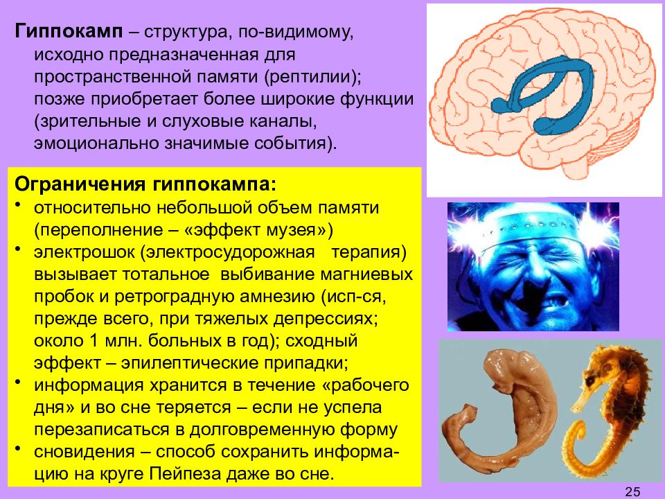 Гиппокамп. Аммонов Рог гиппокампа. Функции гиппокампа головного мозга. Гиппокамп головного мозга анатомия. Строение мозга человека гиппокамп.