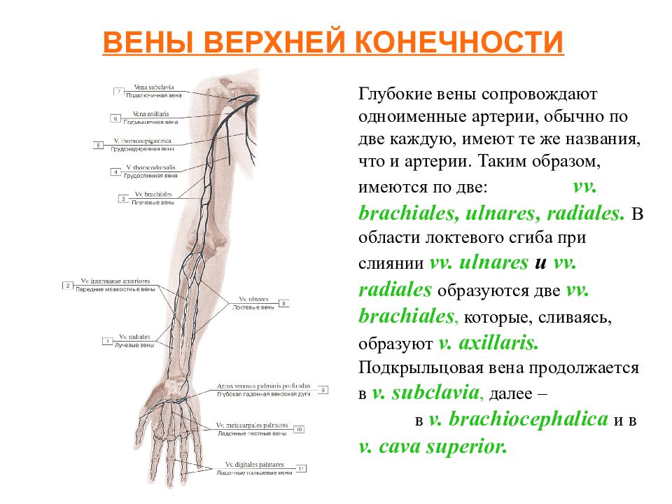 Настоящую в какую вену