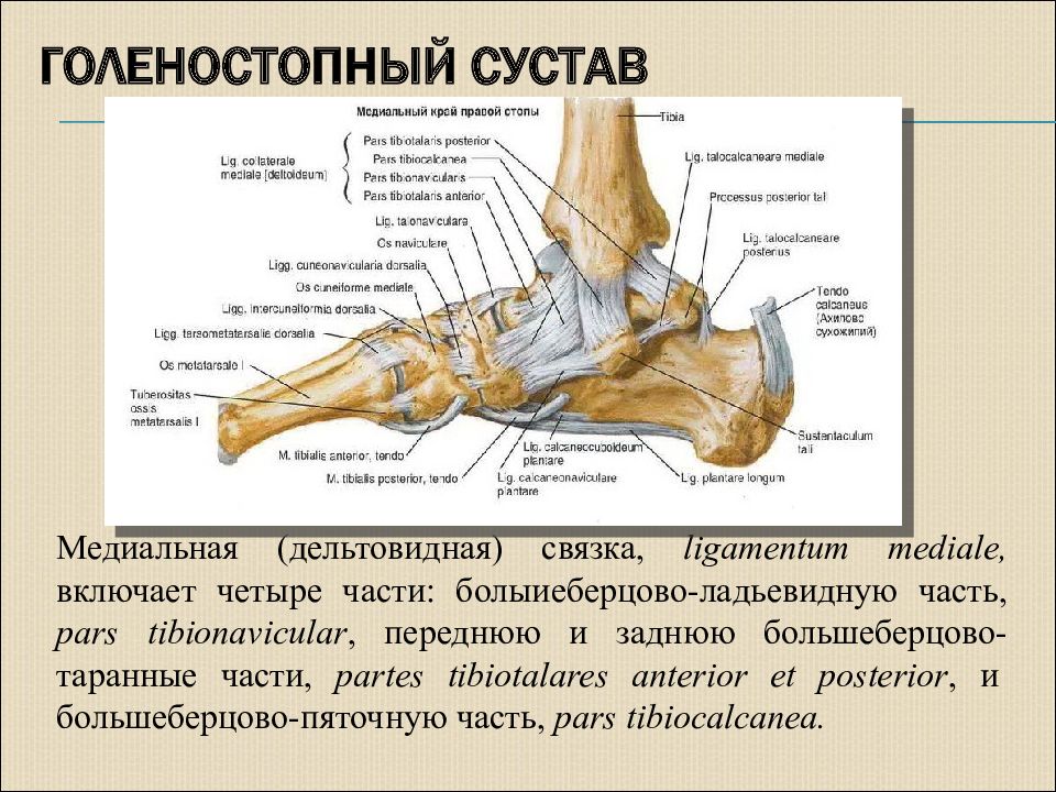 Строение щиколотки человека в картинках