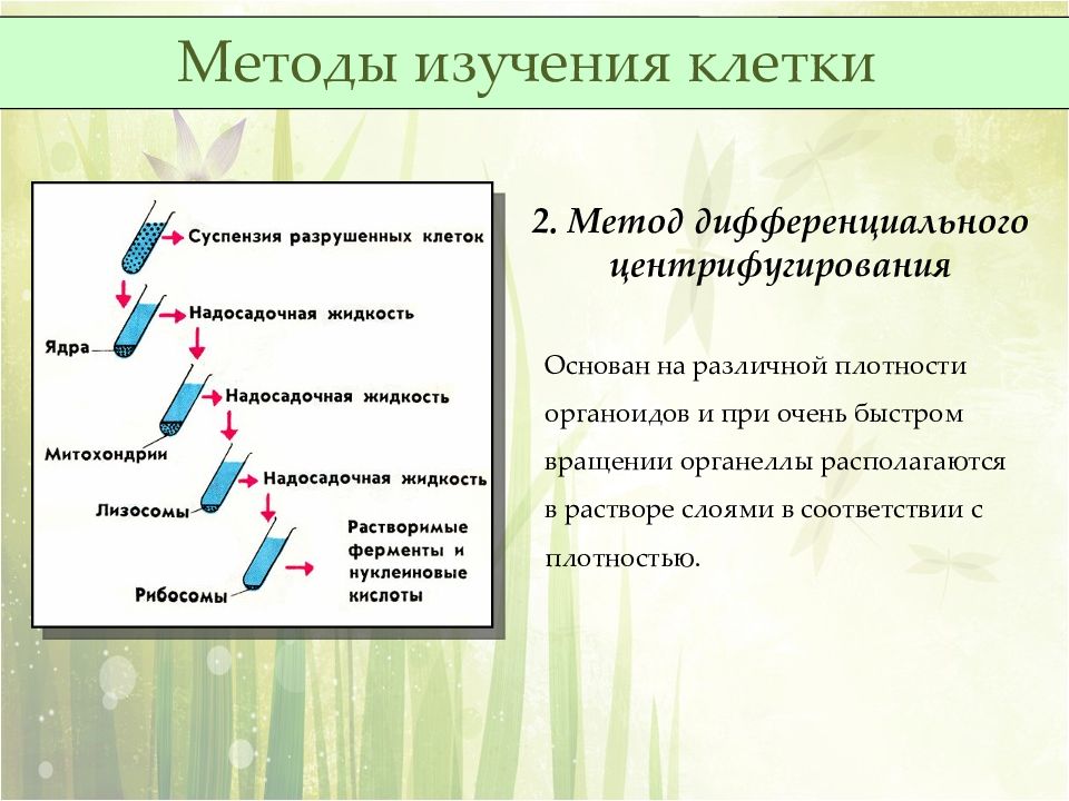 Методы изучения жизнедеятельности клетки 5 класс план сообщения