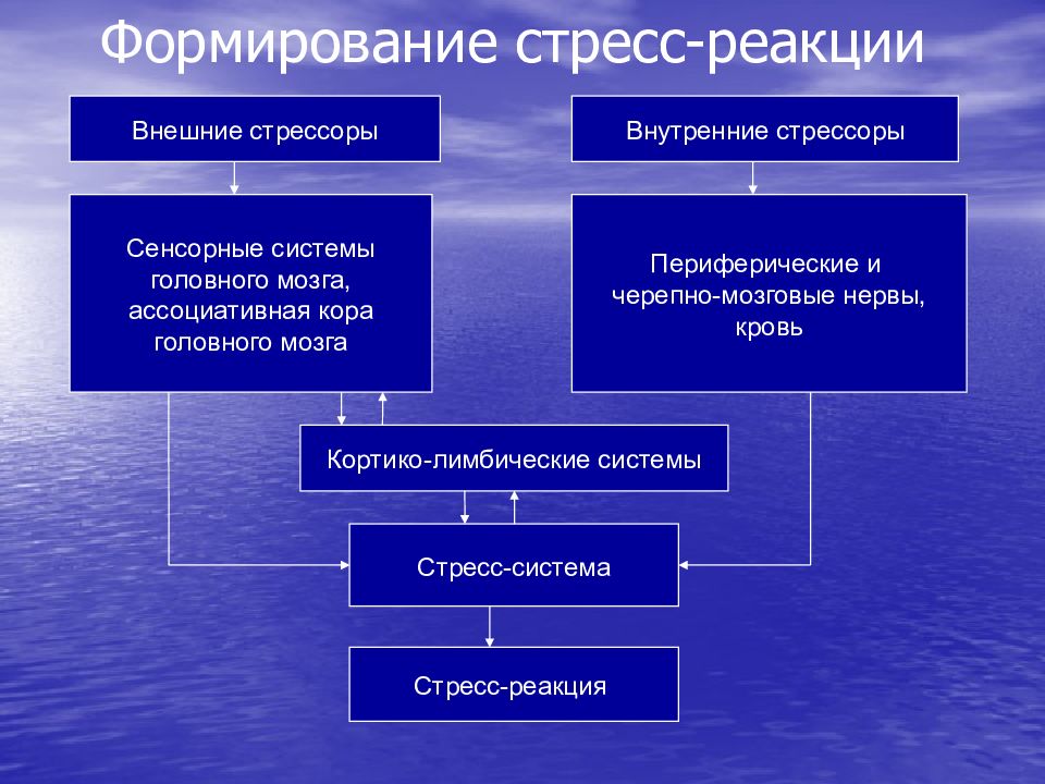 Внешние реакции. Стресс лимитирующие системы патофизиология. Стадии стресса патофизиология. Формирование стресс реакции. Механизмы развития стресса патофизиология.