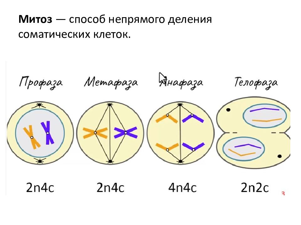 Схема трехкратного деления клеток