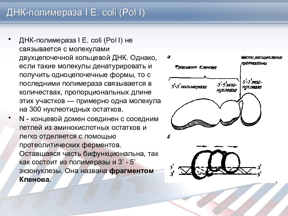 Днк 17. ДНК полимераза 1 e coli. Строение ДНК полимеразы 3. Процесс идущий с участием ферментов ДНК полимераз. ДНК полимераза e coli.