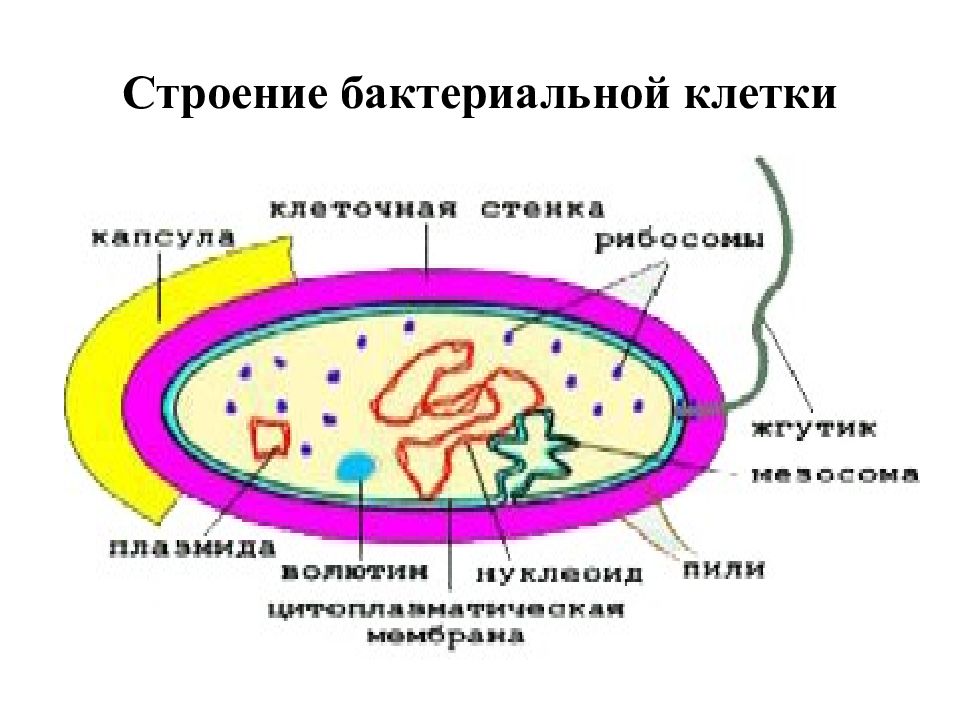 Клетки большинства бактерий можно. Нуклеоид бактериальной клетки строение. Структура бактериальной клетки микробиология. Строение клетки бактерий микробиология. Строение органоидов бактериальной клетки микробиология.