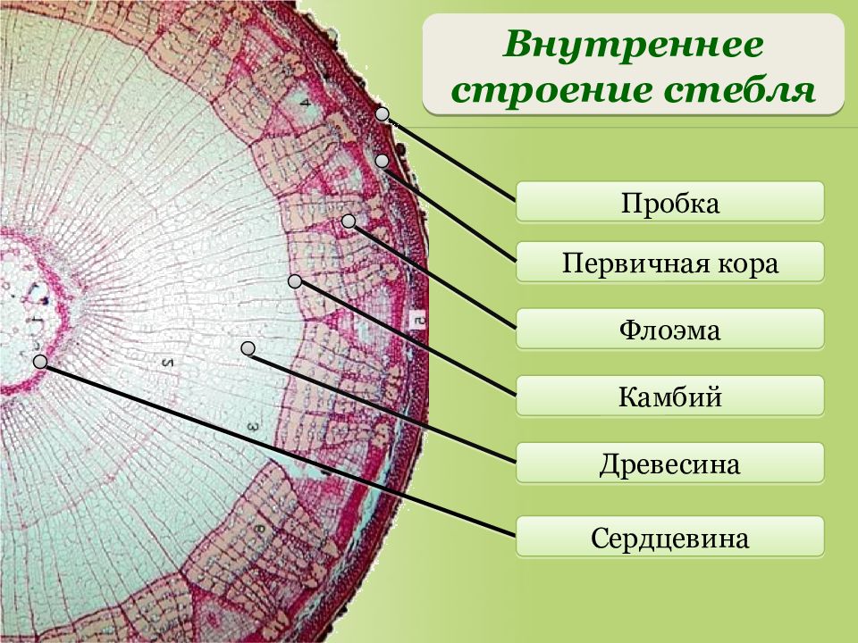 Нарисовать внутреннее строение стебля