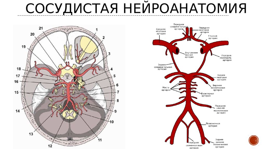 Кфу нейроанатомия