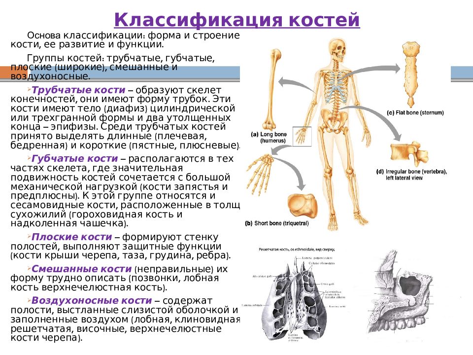 Кости человека бывают. Классификация костей трубчатые губчатые. Кости человека трубчатые губчатые плоские. Функции костей губчатых трубчатых плоских. Классификация костей трубчатые губчатые смешанные.