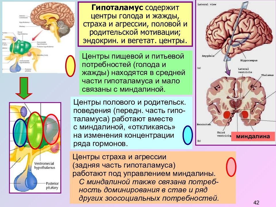 Центр жажды и голода находится в. Центры жажды голода и насыщения находятся в. Центры гипоталамуса. В гипоталамусе находятся центры:.