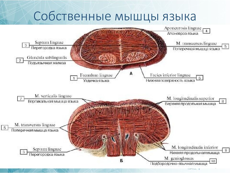 Мышцы Языка Анатомия Картинки