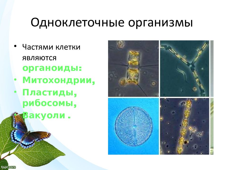 Классы организмов в биологии. Одноклеточные клетки. Одноклеточные ядерные организмы. Клетка одноклеточного организма. Органоиды одноклеточных организмов.