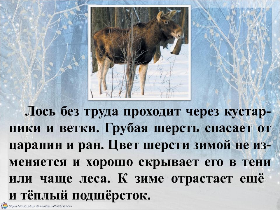 Рассказы о жизни животных зимой. Жизнь животных зимой презентация. Жизнь животных зимой в лесу. Презентация на тему животные зимой. Презентация звери зимой.