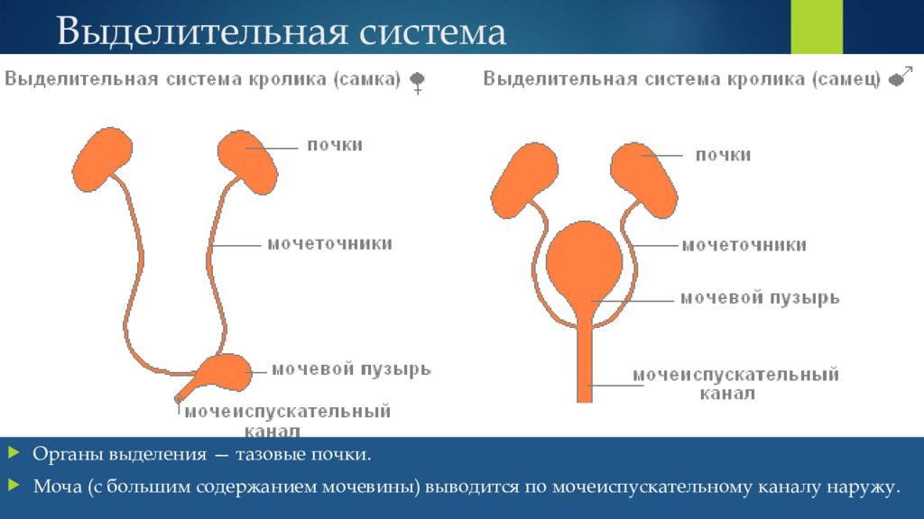 Выделительная система животных. Строение выделительной системы млекопитающих. Выделительная система млекопитающих схема. Схема строения выделительной системы млекопитающих. Строение мочевой системы животных.