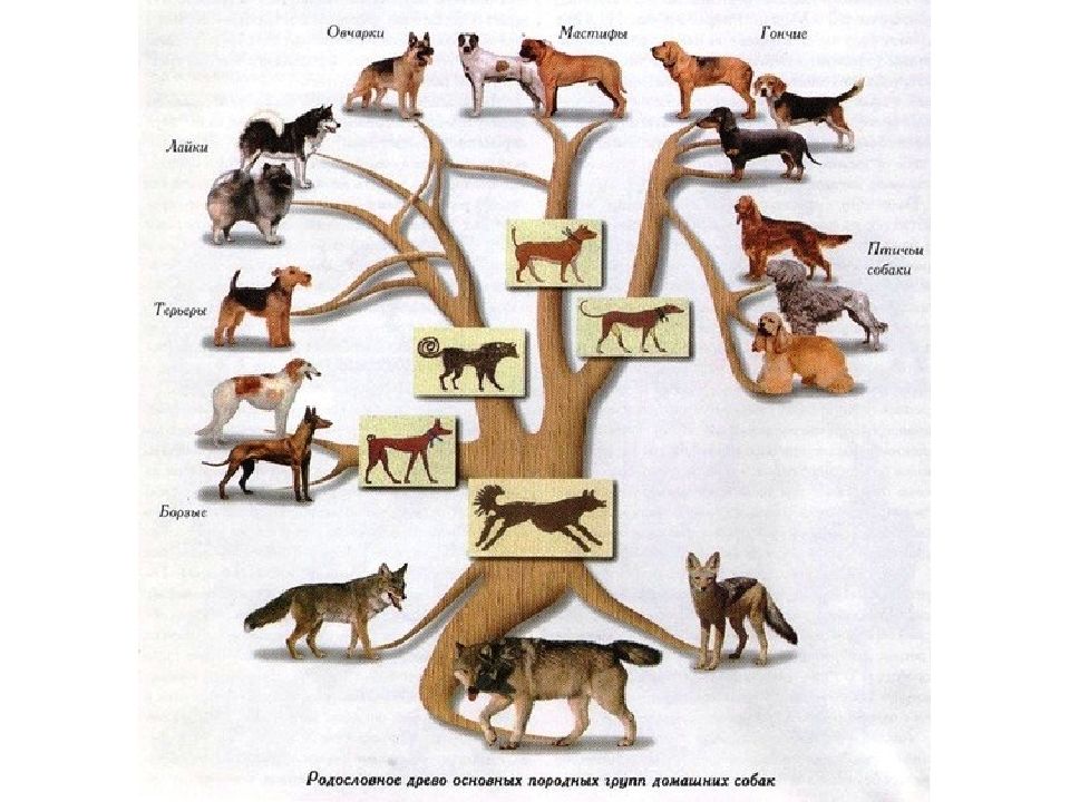 Схема пород собак