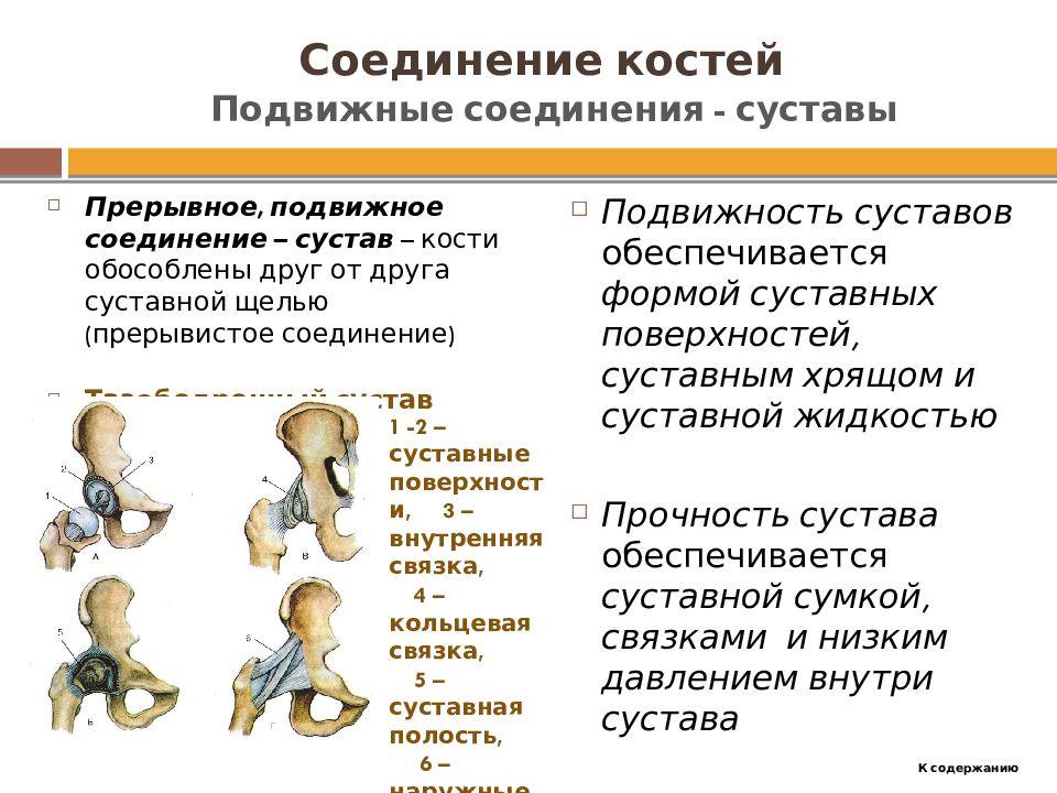 Подвижное соединение между. Подвижные и неподвижные кости человека таблица. Подвижные соединения суставы. Подвижное соединение костей. Подвижные соединения костей.