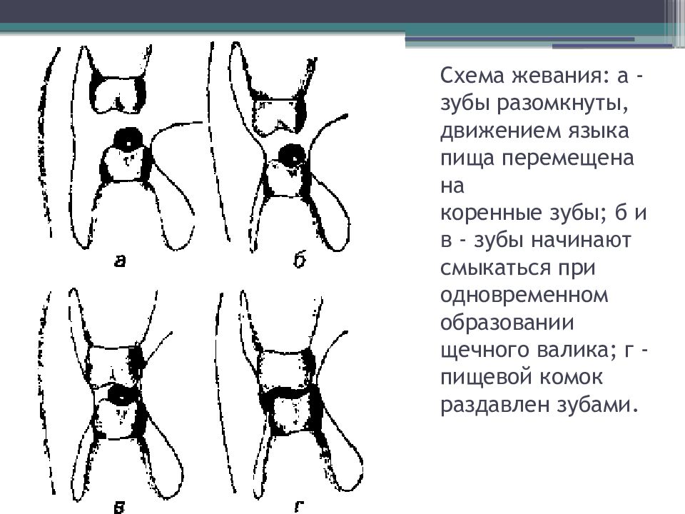 Биомеханика нижней челюсти презентация