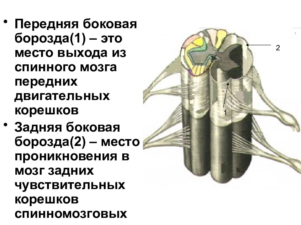 Корешки спинномозговых нервов. Задняя боковая борозда спинного мозга. Задняя срединная борозда спинного мозга. Задняя латеральная борозда спинного мозга анатомия. Спинной мозг анатомия передняя латеральная борозда.