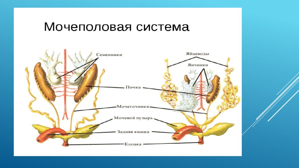 Половая система рисунки