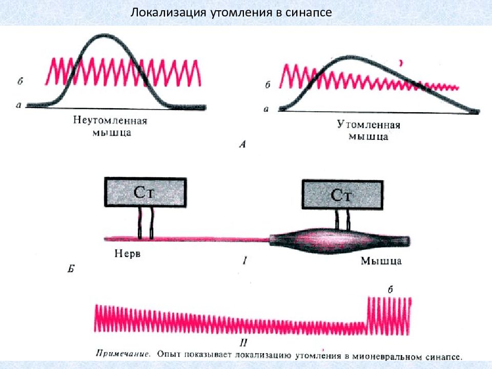 Нервно мышечное утомление. Локализация утомления в нервно-мышечном препарате. Кривая утомления в нервно-мышечном препарате. Схема утомления мышц. Причины утомления скелетных мышц.