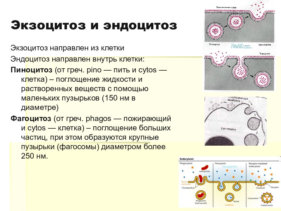 Схема эндоцитоз и экзоцитоз