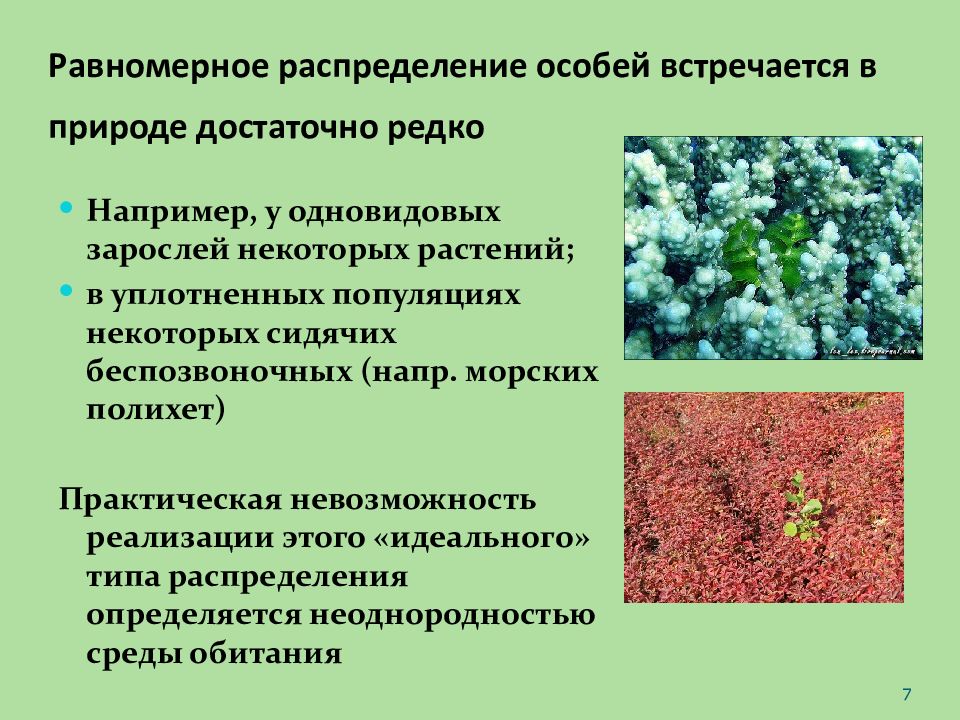 Часто встречается в природе. Равномерное распределение особей. Пространственная экологическая структура популяции. Равномерное распределение популяции. Пространственная структура популяции растений.