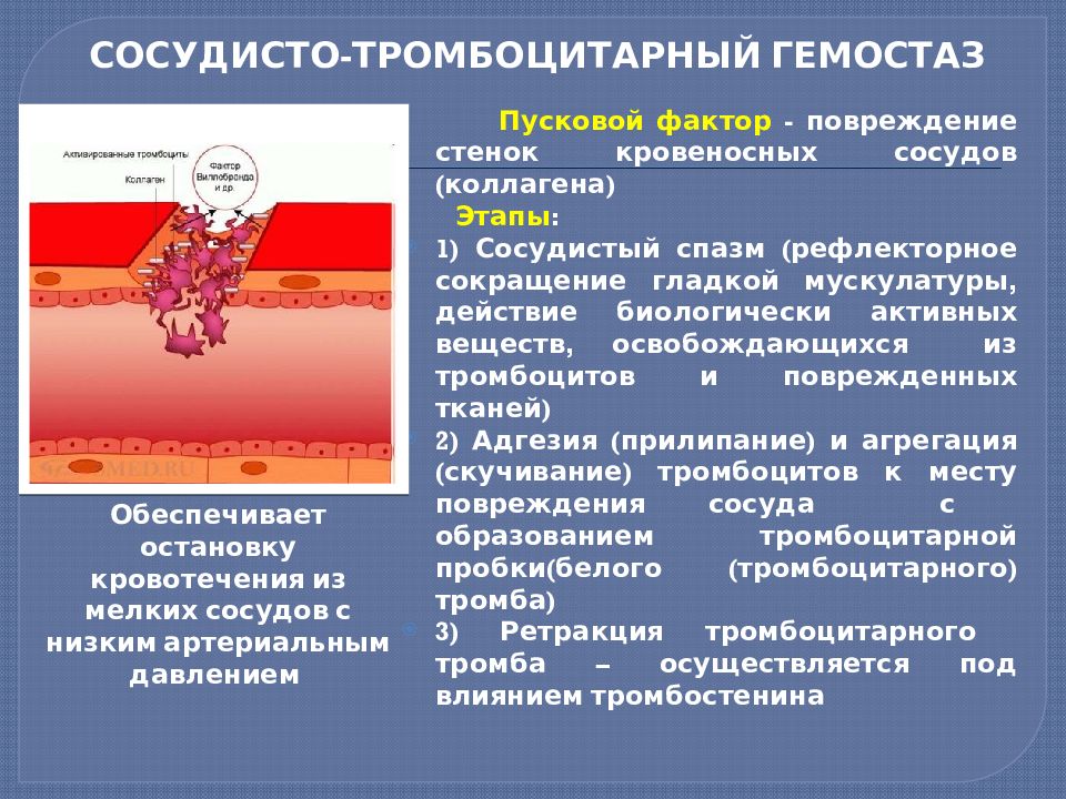 Сосудистые факторы. 1. Сосудисто-тромбоцитарный гемостаз. Тромбоцитарный гемостаз физиология. Сосудистоттромбоцитарный гомеостаз. Фазы сосудисто-тромбоцитарного гемостаза.