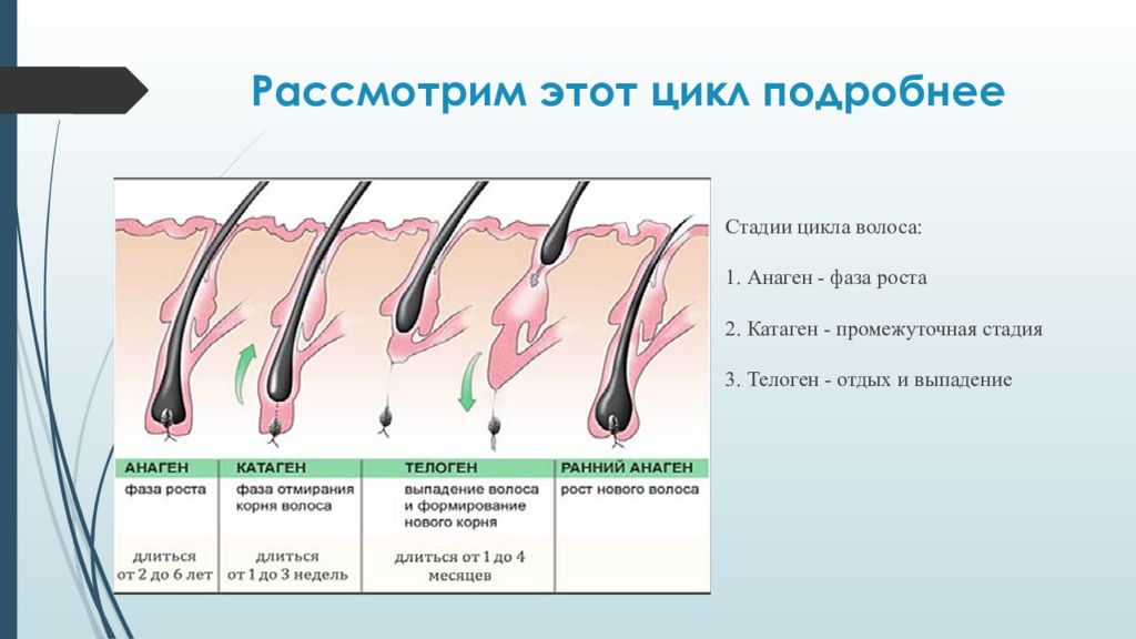 Фазы роста ресниц в картинках