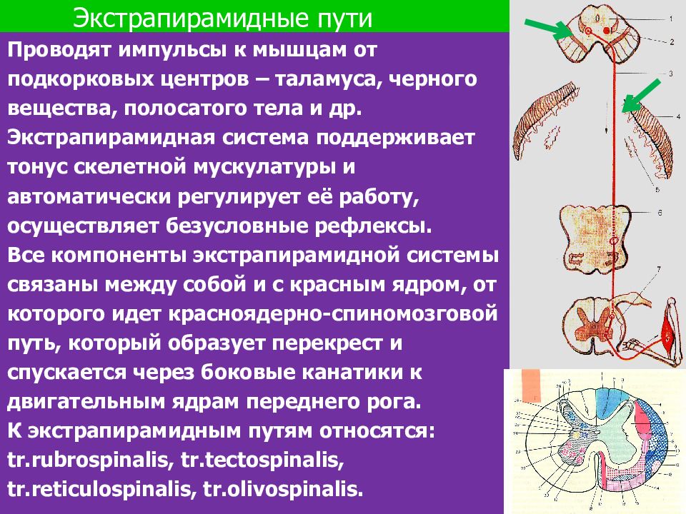 Нисходящий пирамидный путь. Пути экстрапирамидной системы неврология. Экстрапирамидные проводящие пути схема. Пирамидные и экстрапирамидные пути. Экстрапирамидные пути неврология схема.