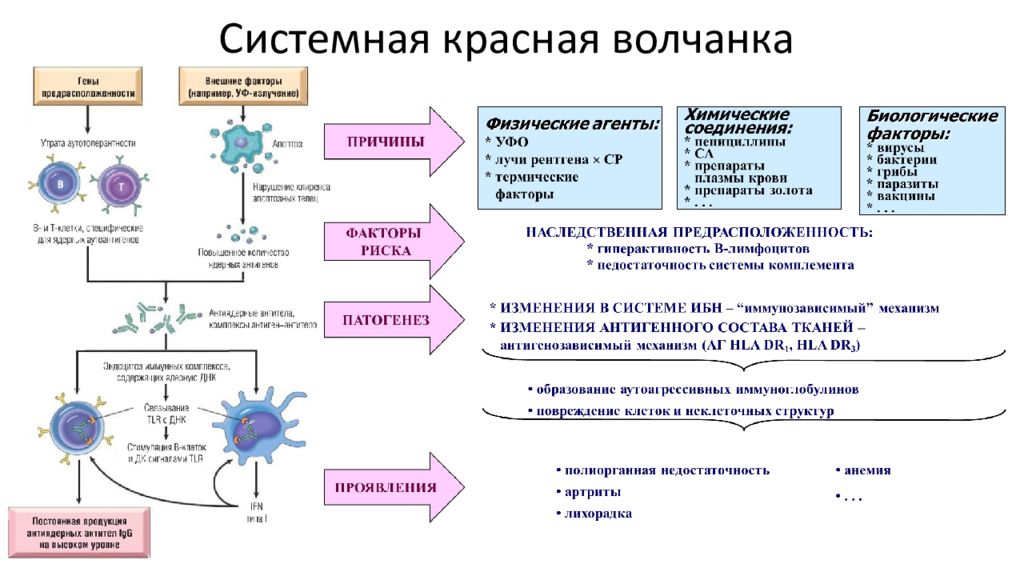 Активность системной красной волчанки