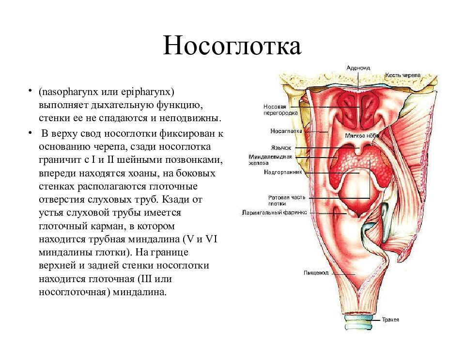 Глоточная. Глоточная и трубные миндалины. Глоточная миндалина расположена. Трубные миндалины расположены. Глоточная миндалина анатомия.